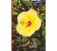 Maui Hibiscus - Hawaii (Yellow): Journal | Diary | Notebook | Logbook | Composition Book | 6x9 Inches | 100 Pages