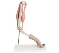 Mavdecll Modelo Articulado del Brazo, Modelo De Anatomía Funcional De La Articulación del Codo Y La Mano Humanos con Huesos Y Músculos Realistas, para La Enseñanza Médica Y La Formación Ortopédica