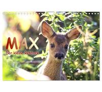 Max, der kleine Rehbock (Wandkalender 2026 DIN A4 quer), CALVENDO Monatskalender: Bezaubernde Fotos des kleinen Rehböckchens Max