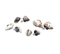 Maxtonser Pendientes de cauri natural para conchas, diseño de caurí de playa simple para decoración de joyas para mujer