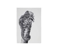 Maxwell & Williams Marini Ferlazzo Tea Towel con diseño Sugar Glider, 1% algodón indio, blanco, 5 x 7 cm