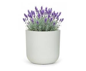 Mazovia Macetero de jardín, para terraza, balcón e Interior, 36x36x35 cm Elegante M, Resistente a los Rayos UV, Impermeable, Blanco Crudo, Efecto hormigón, 1 Pieza