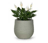 Mazovia Macetero de jardín, para terraza, balcón e Interior, 40x40x37 cm Terra M, Resistente a los Rayos UV, Impermeable, Gris, Efecto hormigón, 1 Pieza
