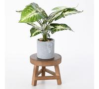 MCDSAJ Taburete de madera para plantas, 6.7 pulgadas, redondo, elevador de macetas, soporte vintage para suculentas y bonsái