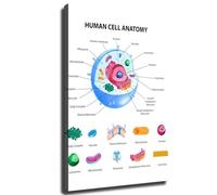MDBJTCYZN Biology Classroom Decor Human Cell Anatomy Poster Science Educational Chart Wall-Art for School Dorm Living Room(Unframed,12x18inch(30x45cm))
