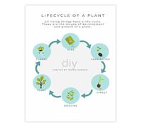 MDBJTCYZN Educational Botany Poster Plant Life Cycle Growth Chart for School Science Classroom Study Room Wall-Art(Framed,08x12inch(20x30cm))