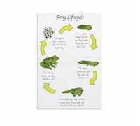 MDBJTCYZN Educational Frog Life Cycle Poster Biology Science Chart Wall Decor for Classroom Nursery Playroom Bedroom Living Room(Unframed,16x24inch(40x60cm))
