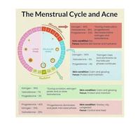 MDBJTCYZN Health Study Chart Women Hormone Cycle Menstrual Phase Guide Educational Poster for Doctor Office Science Biology Wall-Art(Unframed,20x20inch(50x50cm))