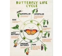 MDBJTCYZN Homeschool Nature Study Poster Butterfly Life Cycle Chart with Real Pictures Educational Print for Learning Room Wall-Art(Unframed,12x18inch(30x45cm))