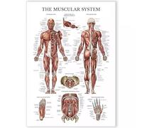 MDBJTCYZN Muscular System Poster Human Anatomy Chart with Labeled Muscles Detailed Reference Guide for Science Teachers Chiropractors Athletes Home Study Use(Unframed,12x18inch(30x45cm))
