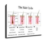 MDBJTCYZN Scalp and Hair Follicle Anatomy Poster Growth Cycle Chart Trichology Wall-Art for Salon Decor Stylist Education(Framed,16x24inch(40x60cm))