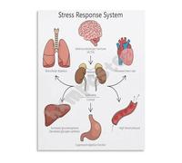 MDBJTCYZN Stress Response Nervous System Poster Fight or Flight Biology Educational Chart Canvas Wall-Art for Classroom Decor(Framed,08x12inch(20x30cm))