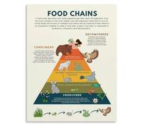 MDBJTCYZN The Web of Life Poster Food Chain Ecosystem Science Canvas Wall-Art for Childrens Room and Interactive Learning Decor(Framed,08x12inch(20x30cm))