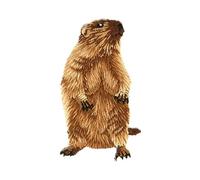mdc - Parche termoadhesivo (3,1 x 5,4 cm), diseño de marmotas