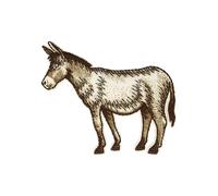 Mdc - Parche termoadhesivo, diseño de burra de 6,2 x 5,2 cm