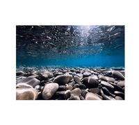 MDSIOKHJ Fondo Acuario Adhesivo de Fondo for Acuario, río, Piedra, Papel Tapiz, decoración for pecera, póster Paisaje PVC para Decoración(50x100cm)