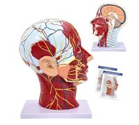 Media Cabeza Humana, Modelo Neurovascular Superficie con Musculatura, Modelo Anatómico de Cabeza de Tamaño Natural, Cráneo y Cerebro Para Enseñanza Médica