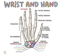 Medical Education Poster - Human Anatomy & Physiology Chart, Essential Study Guide for Students, Science Classroom or Clinic Office Wall Decor(Unframed,12x18inch(30x45cm))