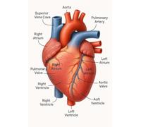 Medical Heart Poster - Anatomy of the Heart Chart for Students, Teachers, Healthcare Professionals, Classroom and Hospital Wall Display(Framed,16x24inch(40x60cm))