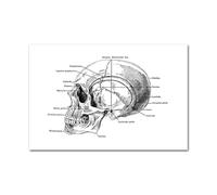 Medical Human Anatomy Canvas Fotografías de póster en blanco y negro Cuerpo esqueleto Músculo Anotado impreso Pintura pared cuadro decoración del hogar(Picture A,40x50cm Unframed)