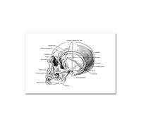 Medical Human Anatomy Canvas Fotografías de póster en blanco y negro Cuerpo esqueleto Músculo Anotado impreso Pintura pared cuadro decoración del hogar(Picture A,A4 21x30cm Unframed)