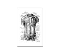 Medical Human Anatomy Canvas Fotografías de póster en blanco y negro Cuerpo esqueleto Músculo Anotado impreso Pintura pared cuadro decoración del hogar(Picture B,20x25cm Unframed)