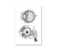 Medical Human Anatomy Canvas Fotografías de póster en blanco y negro Cuerpo esqueleto Músculo Anotado impreso Pintura pared cuadro decoración del hogar(Picture O,40x60cm Unframed)