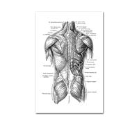 Medical Human Anatomy Canvas Fotografías de póster en blanco y negro Cuerpo esqueleto Músculo Anotado impreso Pintura pared cuadro decoración del hogar(Picture C,A1 60x85cm Unframed)