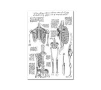 Medical Human Anatomy Canvas Fotografías de póster en blanco y negro Cuerpo esqueleto Músculo Anotado impreso Pintura pared cuadro decoración del hogar(Picture M,50x75cm Unframed)