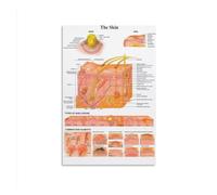 Medical Science Poster Skin Structure and Function Anatomy Chart Canvas Wall Art for Clinic Decor Esthetician School Spa Office Wall Art(Framed,08X12inch(20X30cm))
