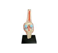 Medical Torso Human Body Model Education Knee Joint Organs Model for Student Teaching Study Assembl