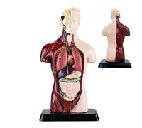 Medicals Modelo Torso Cuerpo Humano - PVC 24,5 cm | 6 Piezas Muñeca Anatómica, Modelo de Órgano Educativo | Perfecto para estudiantes que aprenden ciencias, clases escolares y estudios anatómicos