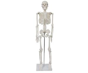 Medium Anatomical Skeleton 85 CM / Scientific Anatomical Model by MedMod