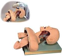 Medizinisches Trainingsset für Erwachsene, Intubationspuppe für Erwachsene - Atemwegsmanagement-Trainer für das Labor, Intubationspuppe, medizinisches Studienmodell, Lehrmodell, Alarm, Atemw