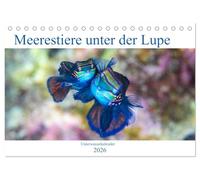 Meerestiere unter der Lupe - Unterwasserkalender (Tischkalender 2026 DIN A5 quer), CALVENDO Monatskalender: Erleben Sie die farbenfrohe Welt unter Wasser! Ein Kalender nicht nur für Taucher.
