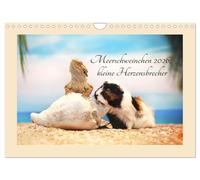 Meerschweinchen 2026, kleine Herzensbrecher (Wandkalender 2026 DIN A4 quer), CALVENDO Monatskalender: Für die Liebhaber von Meerschweinchen und alle, die es werden wollen