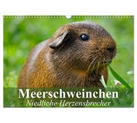 Meerschweinchen Niedliche Herzensbrecher (Wandkalender 2026 DIN A3 quer), CALVENDO Monatskalender: Putzige Nagetiere aus Südamerika