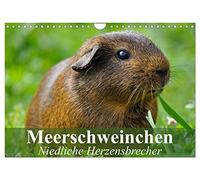 Meerschweinchen Niedliche Herzensbrecher (Wandkalender 2026 DIN A4 quer), CALVENDO Monatskalender: Putzige Nagetiere aus Südamerika