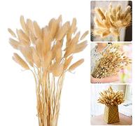 Meet-shop Secas Naturales Cola de Conejo Flor,Hierba Seca de Cola de Conejo 30pcs Hierba de Pampas Secas para La Sala de Estar del Hogar Decoración de Racimos de Flores
