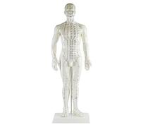 megro acupuntura de cuerpo entero, modelo: cuerpo entero hombre