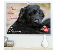 Mein bester Freund - Der Hovawart (hochwertiger Premium Wandkalender 2026 DIN A2 quer), Kunstdruck in Hochglanz: Hovawarte von klein bis groß auf 13 bezaubernden Fotos