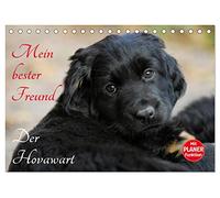 Mein bester Freund - Der Hovawart (Tischkalender 2026 DIN A5 quer), CALVENDO Monatskalender: Hovawarte von klein bis groß auf 13 bezaubernden Fotos
