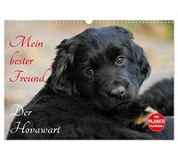 Mein bester Freund - Der Hovawart (Wandkalender 2026 DIN A3 quer), CALVENDO Monatskalender: Hovawarte von klein bis groß auf 13 bezaubernden Fotos