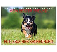 Mein bester Freund - Entlebucher Sennenhund (Tischkalender 2026 DIN A5 quer), CALVENDO Monatskalender: Die kleinste Rasse der Schweizer Sennenhunde - der Entlebucher