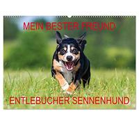 Mein bester Freund - Entlebucher Sennenhund (Wandkalender 2026 DIN A2 quer), CALVENDO Monatskalender: Die kleinste Rasse der Schweizer Sennenhunde - der Entlebucher