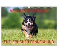 Mein bester Freund - Entlebucher Sennenhund (Wandkalender 2026 DIN A3 quer), CALVENDO Monatskalender: Die kleinste Rasse der Schweizer Sennenhunde - der Entlebucher