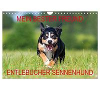 Mein bester Freund - Entlebucher Sennenhund (Wandkalender 2026 DIN A4 quer), CALVENDO Monatskalender: Die kleinste Rasse der Schweizer Sennenhunde - der Entlebucher