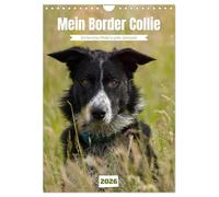 Mein Border Collie (Wandkalender 2026 DIN A4 hoch), CALVENDO Monatskalender: Ein tierisches Model zu jeder Jahreszeit