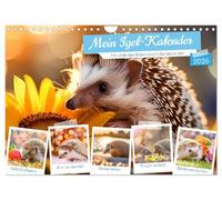 Mein Igel-Kalender (Wandkalender 2026 DIN A4 quer), CALVENDO Monatskalender: Mit schönen Igel-Bildern durch das ganze Jahr.