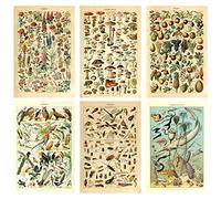 Meishe Art Imprimir Setas Flor Floral Vintage Poster Frutas Insectos Peces Peces Animales Vida Marina Botánica Pared Científica Decoración del Hogar Razas Identificación de Especies Set de 6pcs